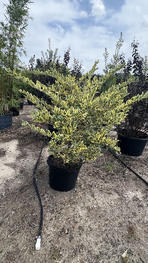 ligustrum-japonicum-jack-frost-japanese-privet-wax-leaf-ligustrum