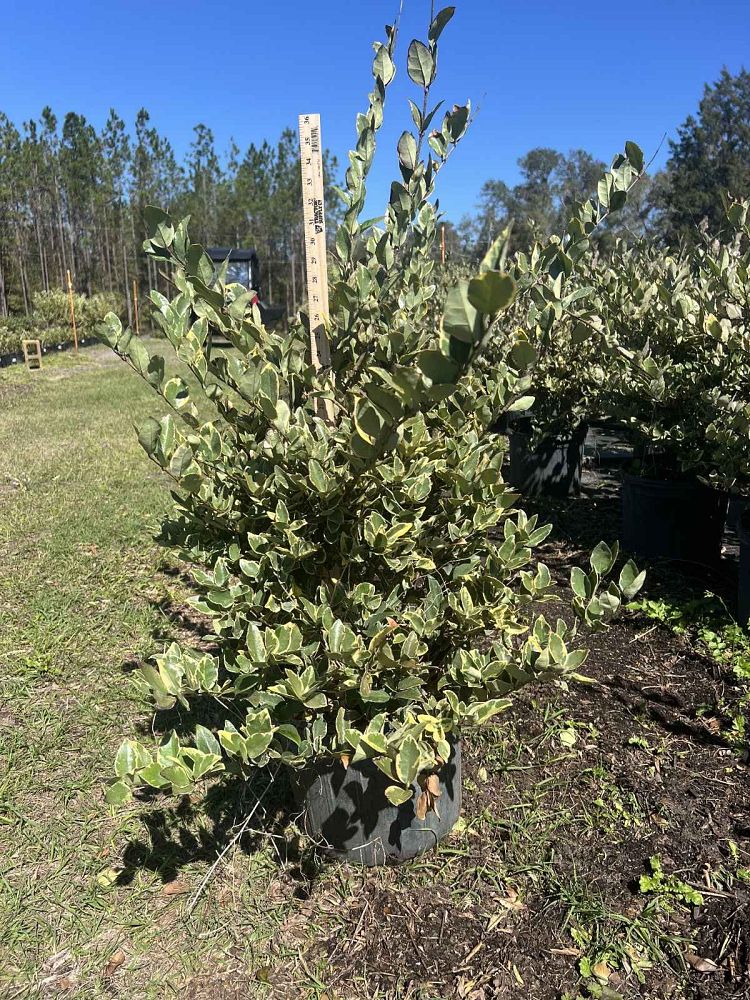 ligustrum-japonicum-jack-frost-japanese-privet-wax-leaf-ligustrum