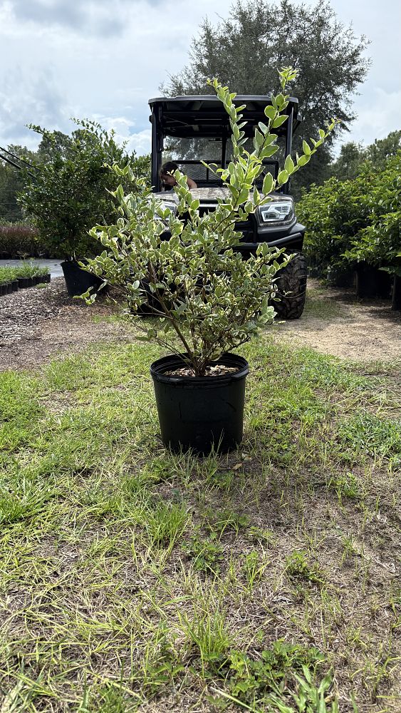 ligustrum-japonicum-jack-frost-japanese-privet-wax-leaf-ligustrum