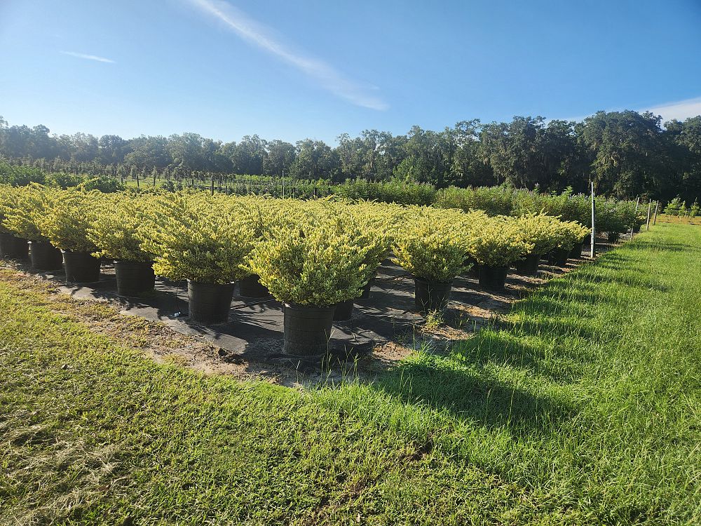 ligustrum-japonicum-jack-frost-japanese-privet-wax-leaf-ligustrum