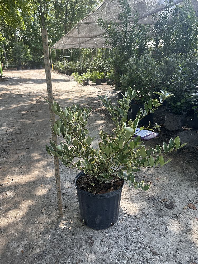 ligustrum-japonicum-jack-frost-japanese-privet-wax-leaf-ligustrum