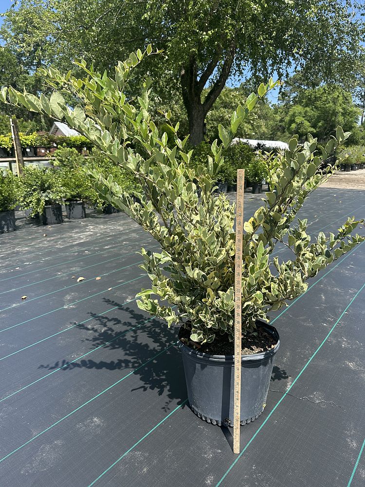 ligustrum-japonicum-jack-frost-japanese-privet-wax-leaf-ligustrum