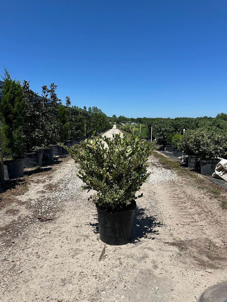 ligustrum-japonicum-jack-frost-japanese-privet-wax-leaf-ligustrum