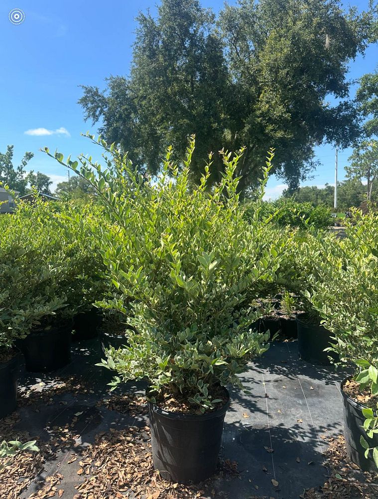 ligustrum-japonicum-jack-frost-japanese-privet-wax-leaf-ligustrum