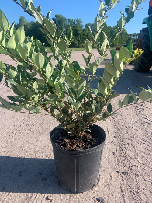ligustrum-japonicum-jack-frost-japanese-privet-wax-leaf-ligustrum