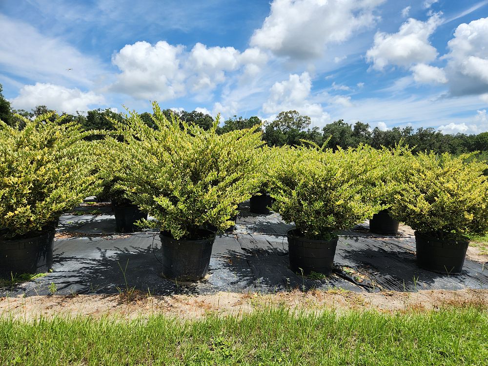 ligustrum-japonicum-jack-frost-japanese-privet-wax-leaf-ligustrum