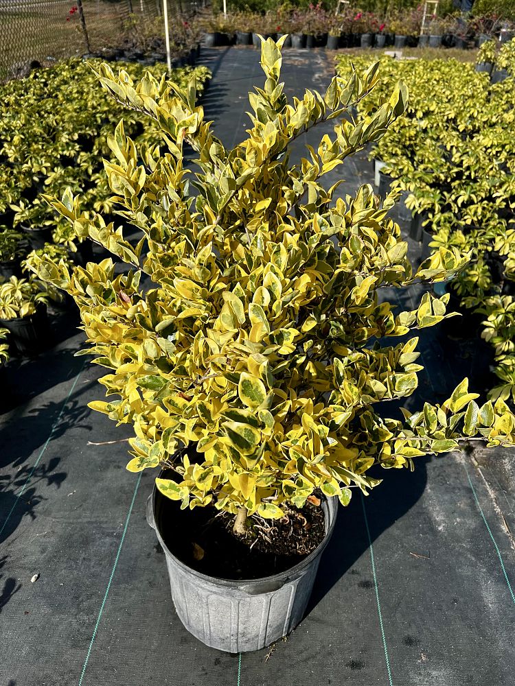 ligustrum-japonicum-jack-frost-japanese-privet-wax-leaf-ligustrum
