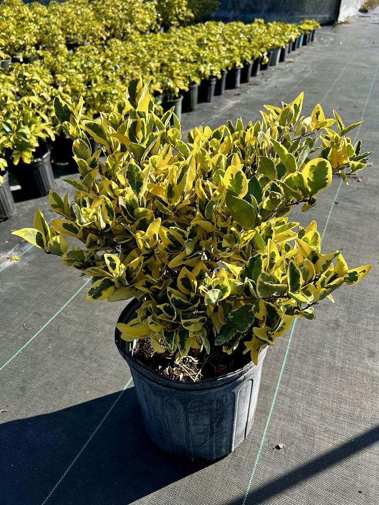 ligustrum-japonicum-jack-frost-japanese-privet-wax-leaf-ligustrum