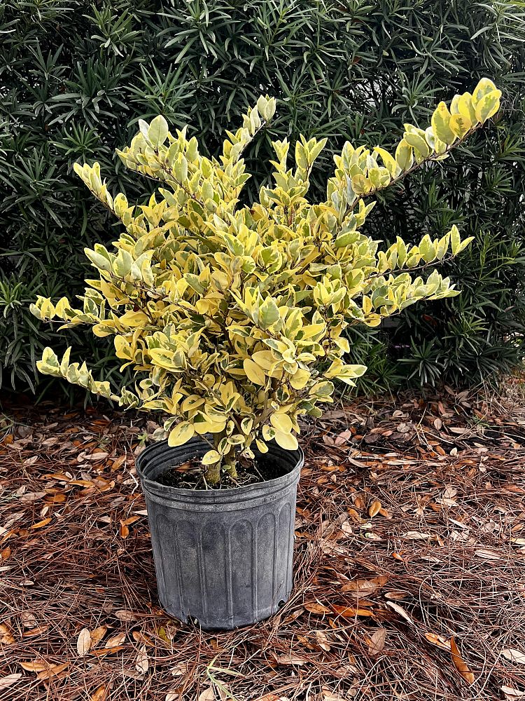 ligustrum-japonicum-jack-frost-japanese-privet-wax-leaf-ligustrum