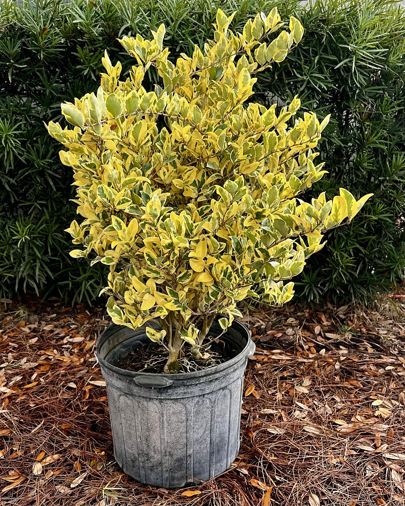 ligustrum-japonicum-jack-frost-japanese-privet-wax-leaf-ligustrum