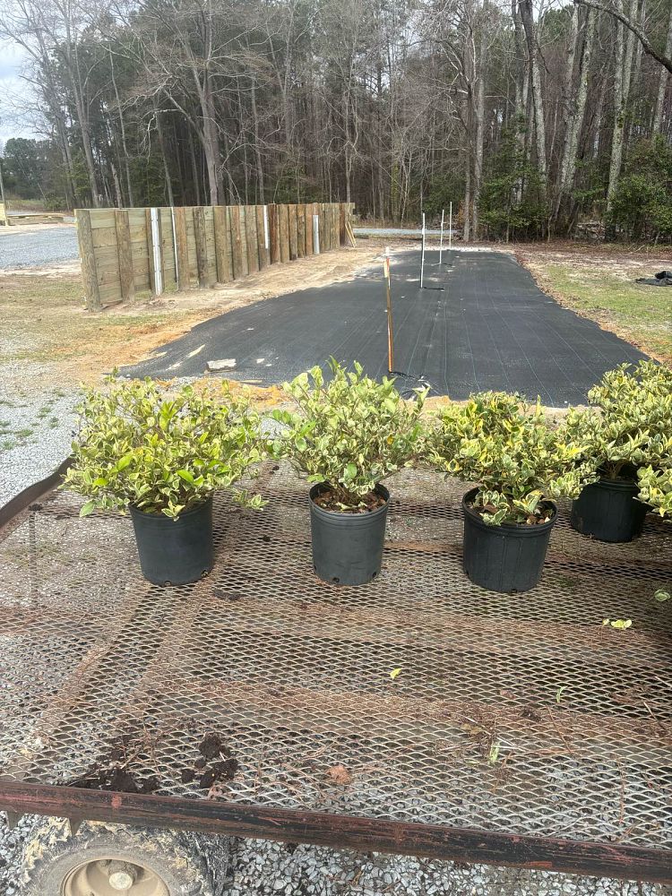ligustrum-japonicum-jack-frost-japanese-privet-wax-leaf-ligustrum
