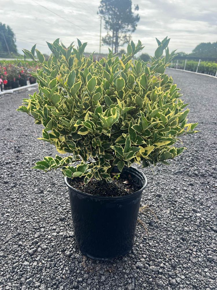 ligustrum-japonicum-jack-frost-japanese-privet-wax-leaf-ligustrum