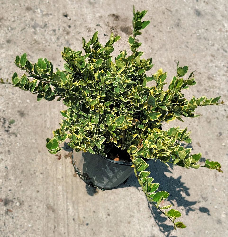 ligustrum-japonicum-jack-frost-japanese-privet-wax-leaf-ligustrum