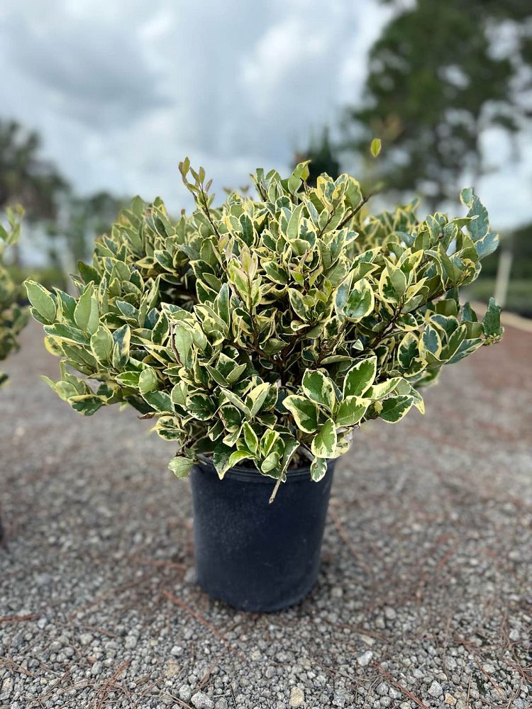 ligustrum-japonicum-jack-frost-japanese-privet-wax-leaf-ligustrum
