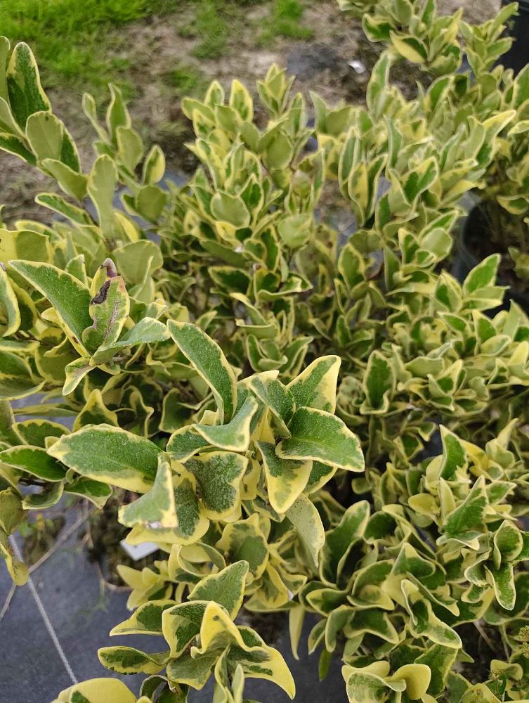 ligustrum-japonicum-jack-frost-japanese-privet-wax-leaf-ligustrum
