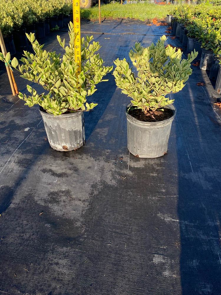 ligustrum-japonicum-jack-frost-japanese-privet-wax-leaf-ligustrum