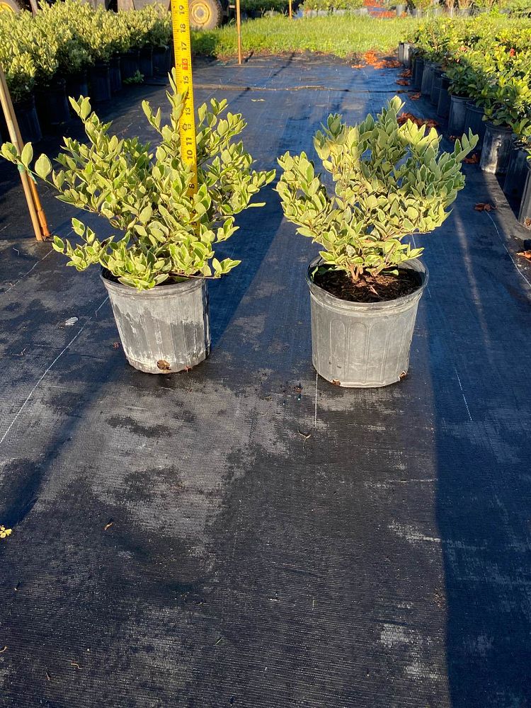 ligustrum-japonicum-jack-frost-japanese-privet-wax-leaf-ligustrum