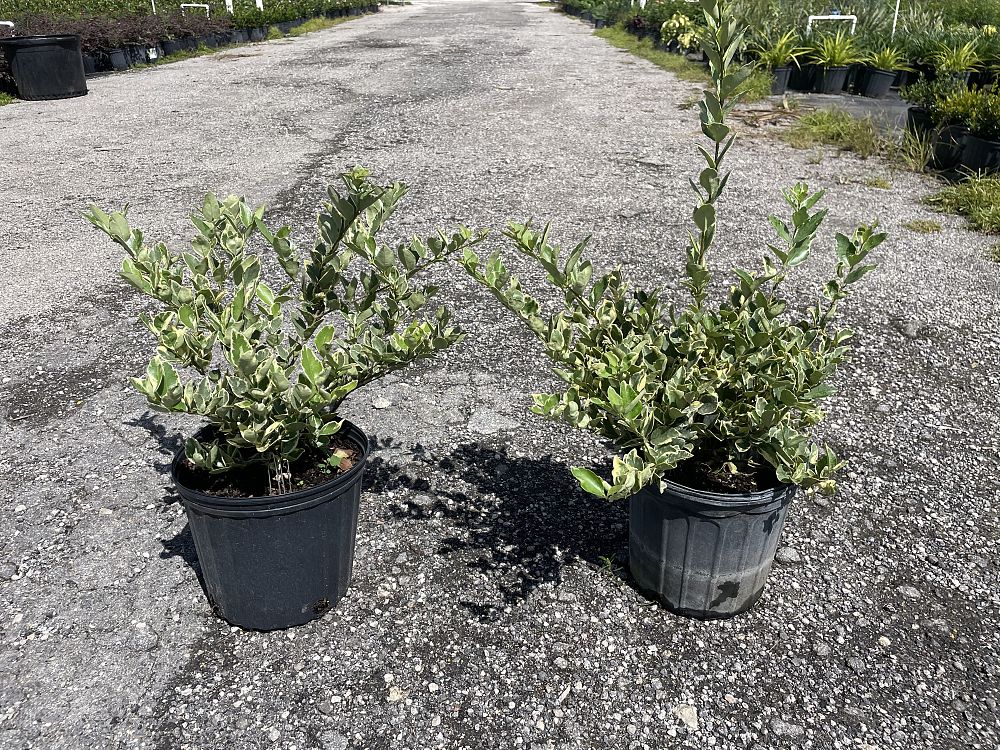 ligustrum-japonicum-jack-frost-japanese-privet-wax-leaf-ligustrum