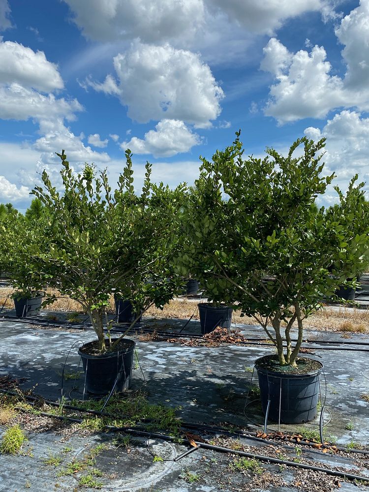 Fish Branch Tree Farm, Inc. | plantANT.com
