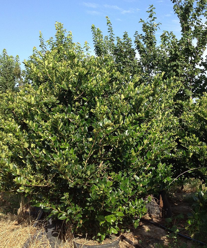 ligustrum-japonicum-japanese-privet-wax-leaf-ligustrum