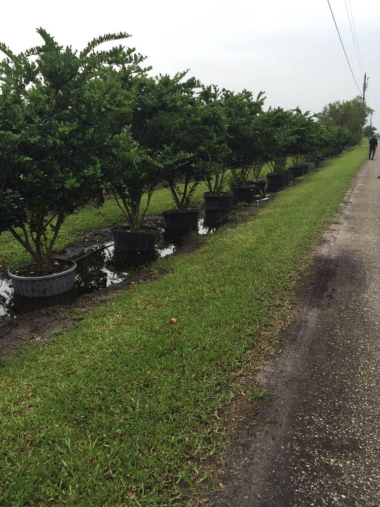 ligustrum-japonicum-japanese-privet-wax-leaf-ligustrum