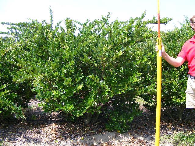 ligustrum-japonicum-japanese-privet-wax-leaf-ligustrum