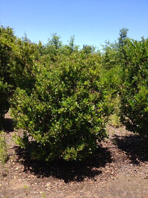 ligustrum-japonicum-japanese-privet-wax-leaf-ligustrum