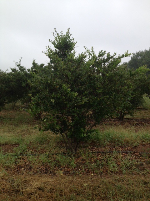 ligustrum-japonicum-japanese-privet-wax-leaf-ligustrum
