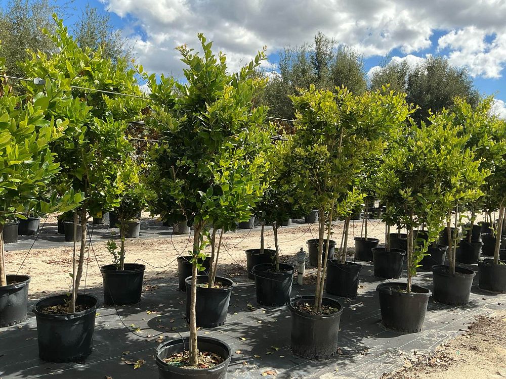 ligustrum-japonicum-japanese-privet-wax-leaf-ligustrum