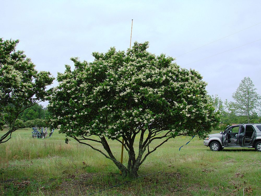 ligustrum-japonicum-japanese-privet-wax-leaf-ligustrum