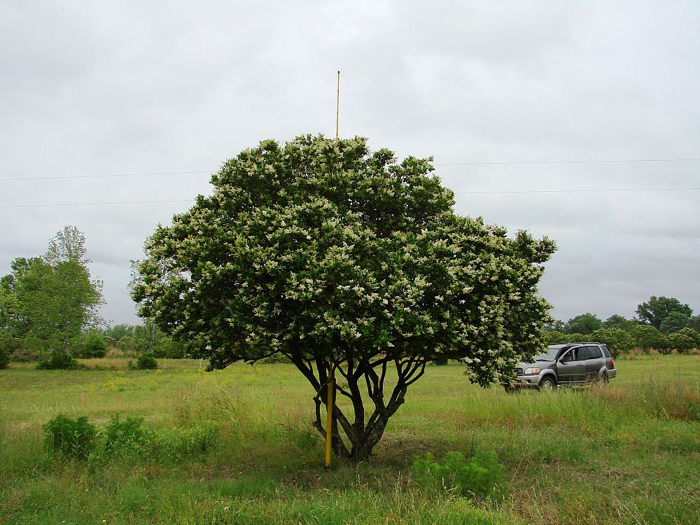 ligustrum-japonicum-japanese-privet-wax-leaf-ligustrum