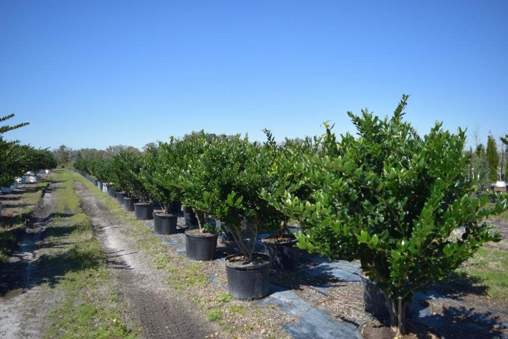 ligustrum-japonicum-japanese-privet-wax-leaf-ligustrum