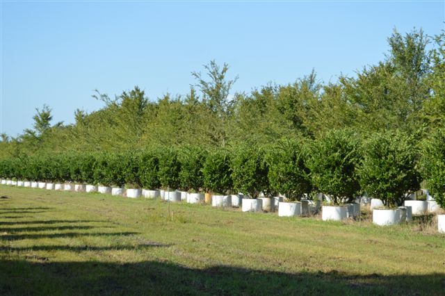 ligustrum-japonicum-japanese-privet-wax-leaf-ligustrum