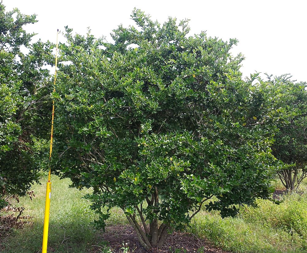 ligustrum-japonicum-japanese-privet-wax-leaf-ligustrum