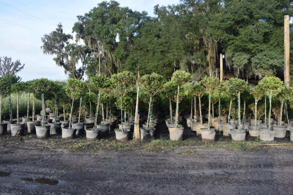 ligustrum-japonicum-japanese-privet-wax-leaf-ligustrum