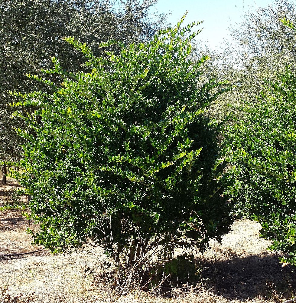 ligustrum-japonicum-japanese-privet-wax-leaf-ligustrum