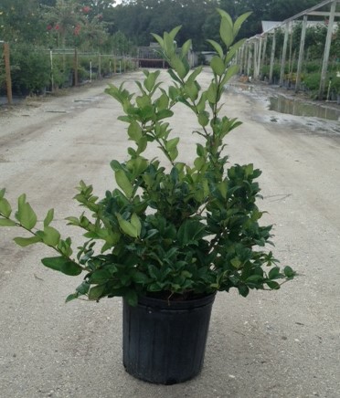 ligustrum-japonicum-japanese-privet-wax-leaf-ligustrum