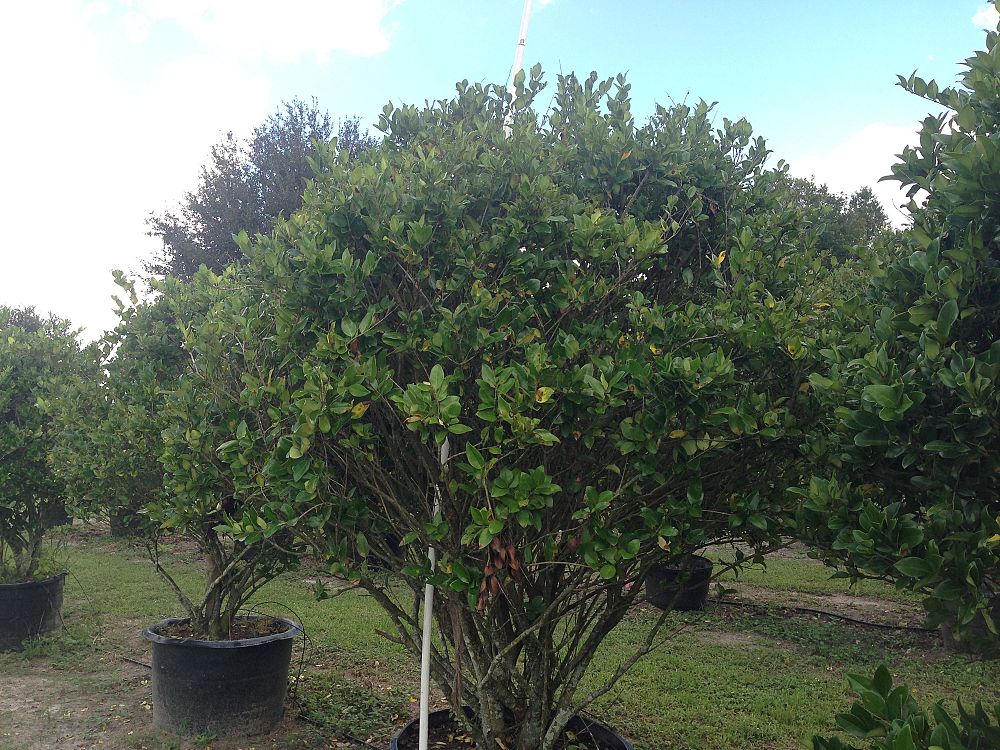 ligustrum-japonicum-japanese-privet-wax-leaf-ligustrum