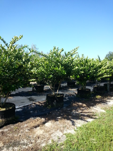 ligustrum-japonicum-japanese-privet-wax-leaf-ligustrum