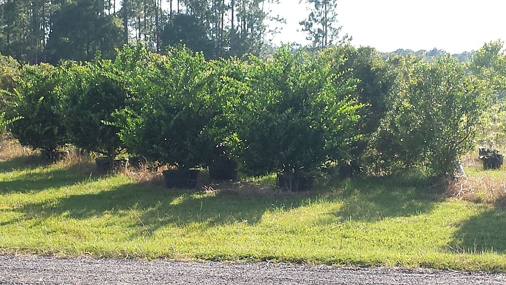 ligustrum-japonicum-japanese-privet-wax-leaf-ligustrum