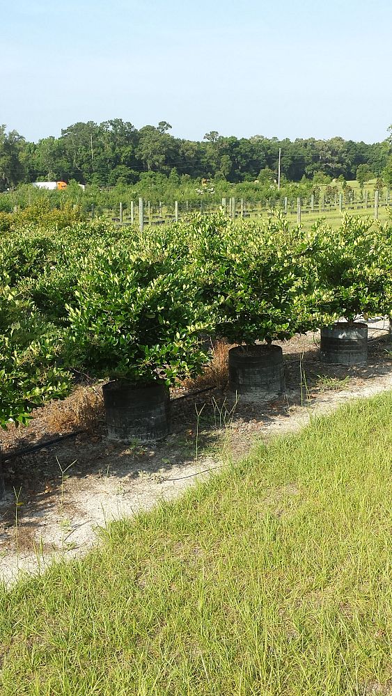 ligustrum-japonicum-japanese-privet-wax-leaf-ligustrum
