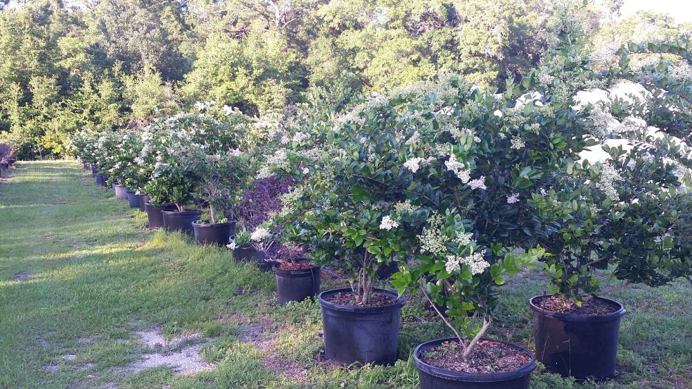 ligustrum-japonicum-japanese-privet-wax-leaf-ligustrum