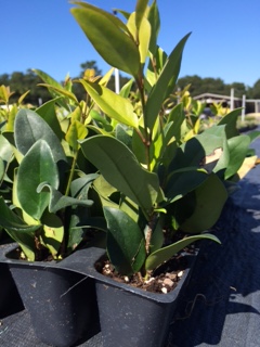 ligustrum-japonicum-japanese-privet-wax-leaf-ligustrum