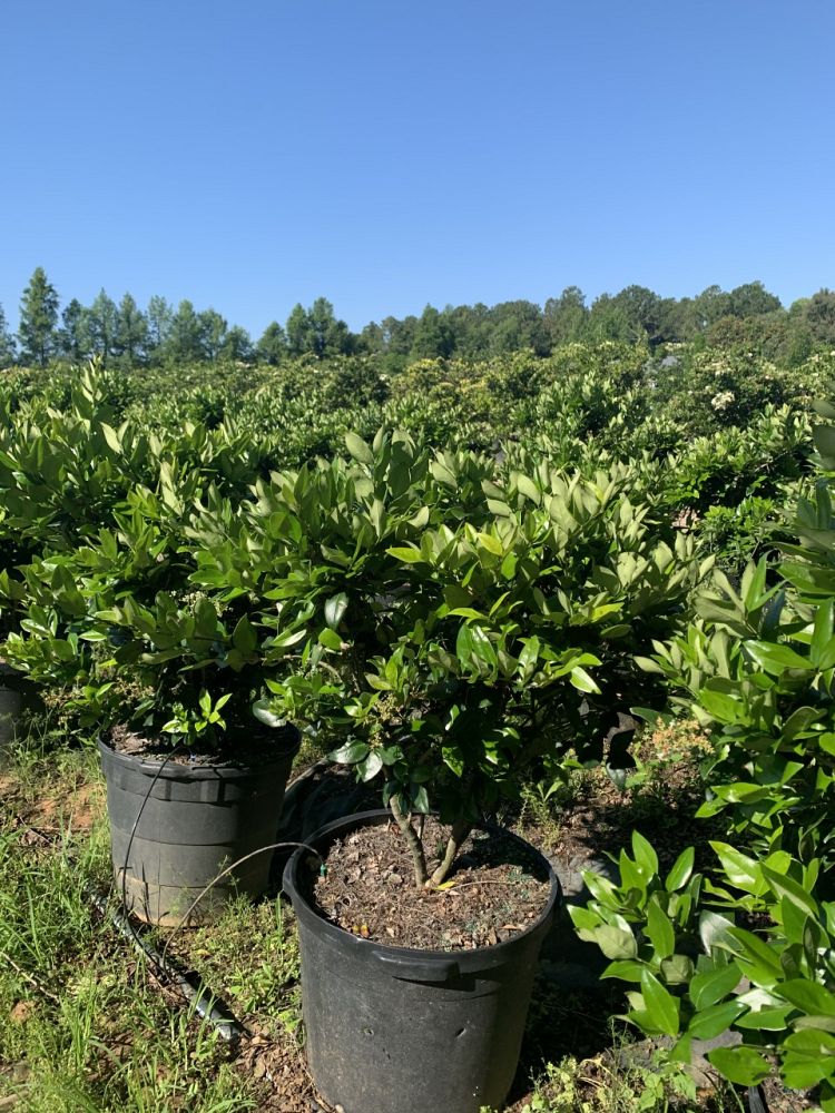 ligustrum-japonicum-japanese-privet-wax-leaf-ligustrum