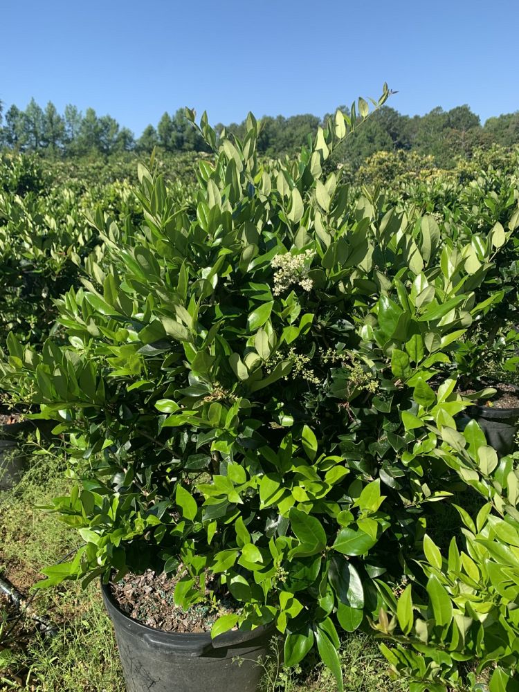ligustrum-japonicum-japanese-privet-wax-leaf-ligustrum