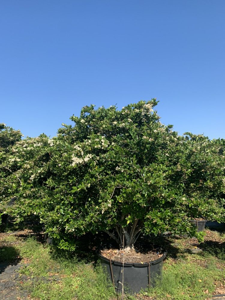 ligustrum-japonicum-japanese-privet-wax-leaf-ligustrum