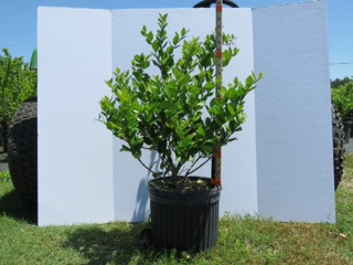 ligustrum-japonicum-japanese-privet-wax-leaf-ligustrum