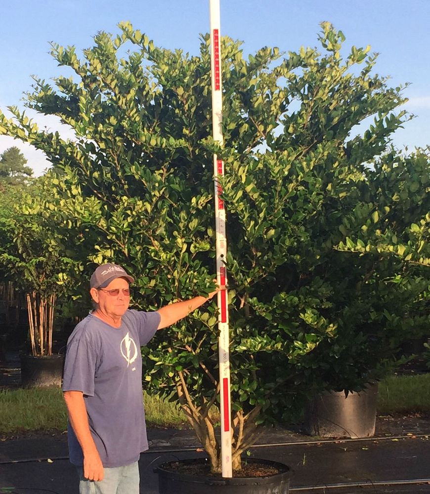 ligustrum-japonicum-japanese-privet-wax-leaf-ligustrum