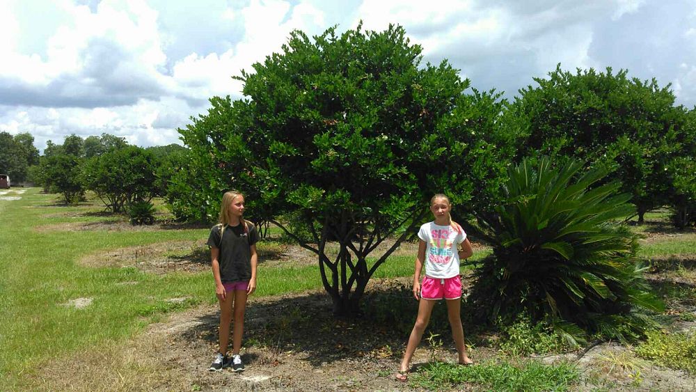 ligustrum-japonicum-japanese-privet-wax-leaf-ligustrum