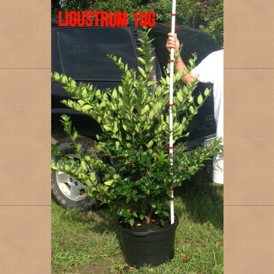 ligustrum-japonicum-japanese-privet-wax-leaf-ligustrum